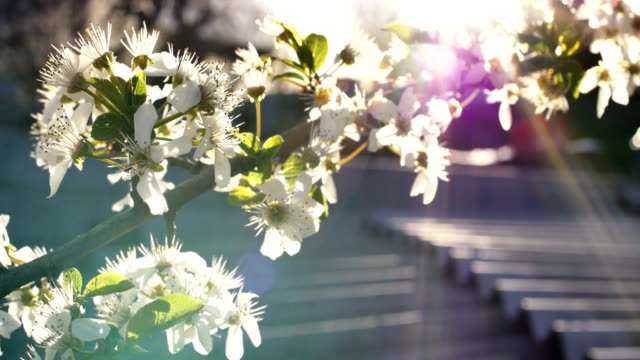 spring-tree-flowers-blossom-4k