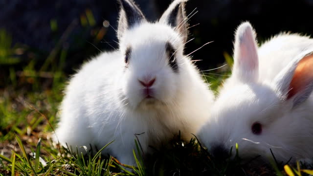 Zwei-kleine-weiße-Kaninchen-auf-dem-grünen-Rasen-im-Frühjahr
