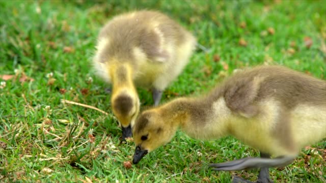 baby-geese-eating-food-from-the-grass