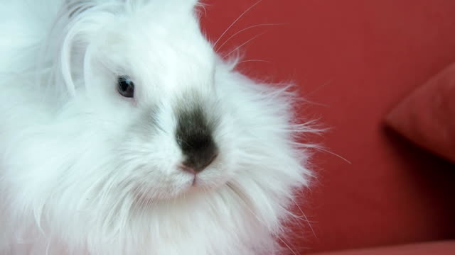 Conejo-blanco-esponjoso.