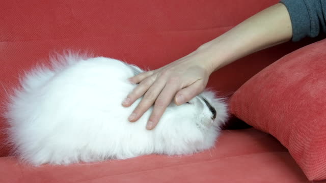 Furry-homemade-rabbit.