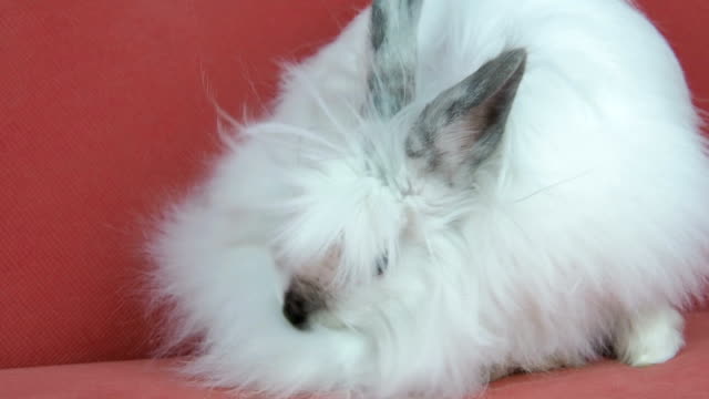 Un-hermoso-conejo-blanco-se-lava.