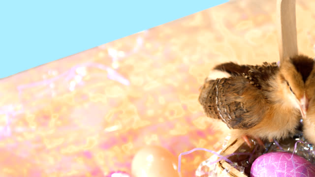 Colorful-Easter-basket-full-of-baby-chicks.-Medium-shot