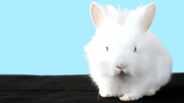Cute-fluffy-bunny-stands-in-front-of-blue-background