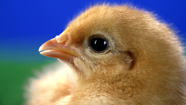 Profile-of-a-cute-baby-chick-with-a-blue-background