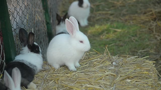 Comer-conejo-y-mordisqueando-hierba.