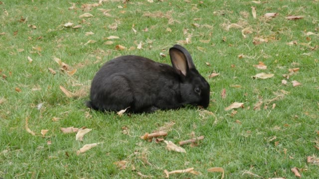Schwarzes-Kaninchen-auf-dem-Feld-essen-Gras-4K-3840X2160-UltraHD-Footage-Bunny-Entspannung-in-der-natürlichen-Umgebung-4K-2160p-UHD-Video