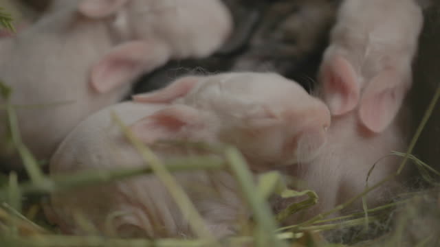 Gemischte-Videos-von-Babyhasen,-Bauernansicht-und-Kaninchen
