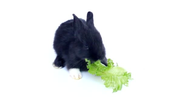 Baby-Rabbit-comiendo-vegetales