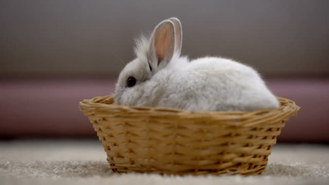 Adorable-bunny-jumping-out-of-basket,-animal-trade-fairs,-symbol-of-Easter