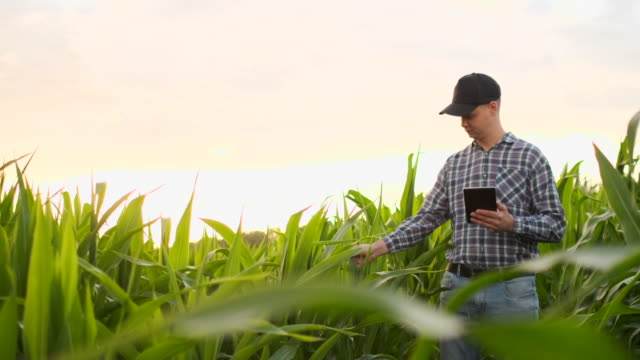Landwirt-Agronom-mit-Tablet-Computer-in-nackten-leeren-Feld-in-Sonnenuntergang,-ernsthaft-zuversichtlich-Mann-mit-moderner-Technologie-in-der-landwirtschaftlichen-Produktionsplanung-und-Vorbereitung.