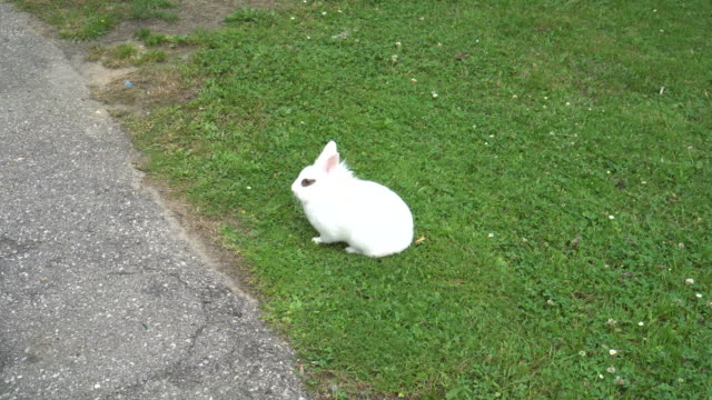 Weißes-Kaninchen-mit-schwarzen-Augen-sitzt-ruhig-auf-einem-grünen-Rasen