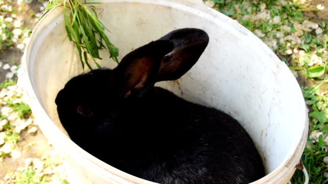 Ein-großes-schwarzes-Kaninchen-in-einem-weißen-Plastikeimer