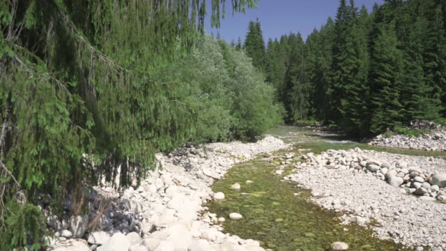 Langsamer-flacher-Fluss-fließt-im-Wald,-Sonne-scheint-auf-runden-Steinen-und-Bäumen-auf-beiden-Seiten
