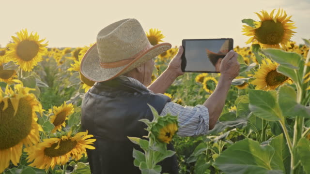 A-senior-farmer-photographs-sunflowers-and-sunflower-seeds-on-a-tablet-for-analysis.-Modern-technologies-in-the-agricultural-business.