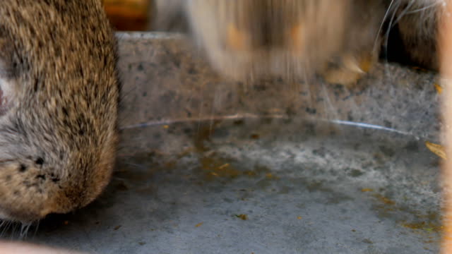 Conejos-grises-jengibre-beben-agua