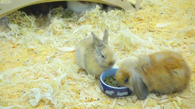 Kleine-Kaninchen-Essen-und-haben-Sie-Spaß-im-Fahrerlager