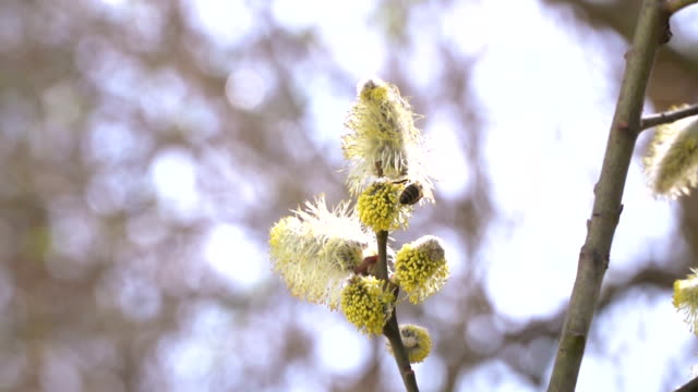 hardworking-honey-bees-collecting-nectar-for-honey-from-willow-catkins-in-slow-motion