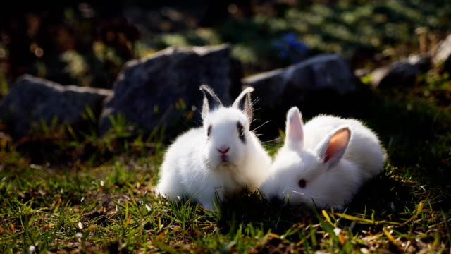 Conejos-de-Pascua-blanco-sobre-la-hierba