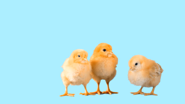 Three-little-chicks-on-blue-background.-Medium-shot