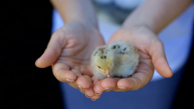 little-chickens-just-hatched-from-an-egg-on-a-woman's-palm.