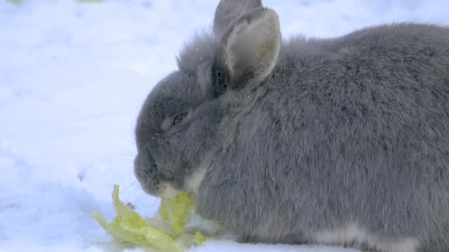 Kaninchen-essen-im-Schnee