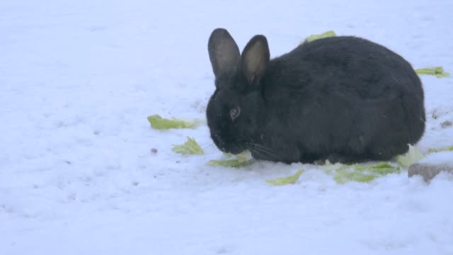 Schwarzes-Kaninchen-isst-Salat