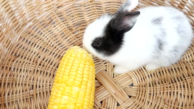 Baby-Kaninchen-essen-Mais-in-einem-Rattankorb