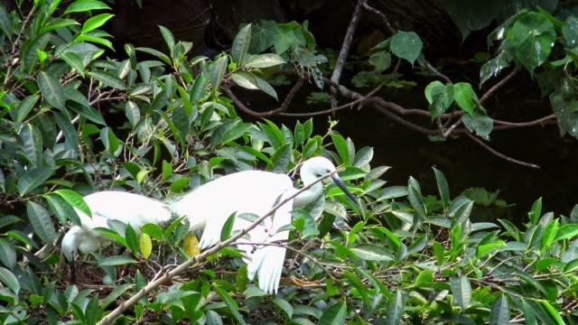 4k,-Little-egret-take-care-the-nest-with-blue-eggs-on-tree-of-lake-at-Taipei