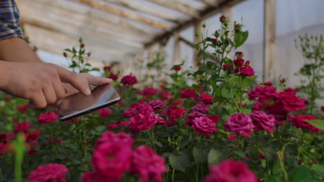 Nahaufnahme-Hände-Gärtner-Florist.-moderne-Rosenbauern-gehen-durch-das-Gewächshaus-mit-einer-Plantage-von-Blumen,-berühren-die-Knospen-und-berühren-den-Bildschirm-der-Tablette