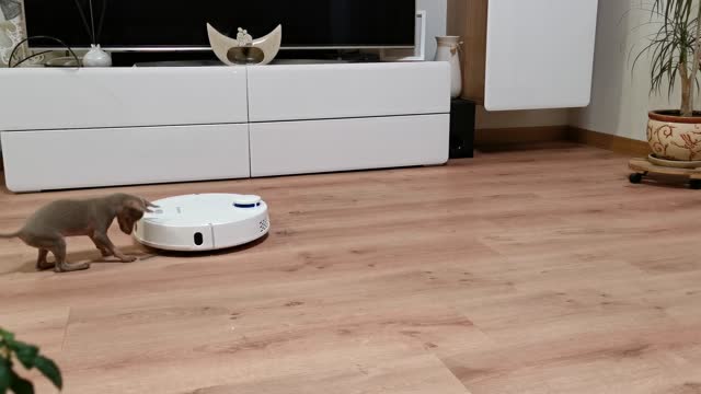 Little-cute-puppy-dog-playing-with-a-vacuum-cleaner-in-a-room