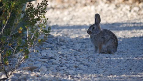 texas-big-bend-bunny-rabbit-on-path