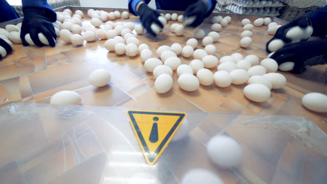 Warning-sign-at-factory.-Caution-sign-at-eggs-sorting-conveyor.