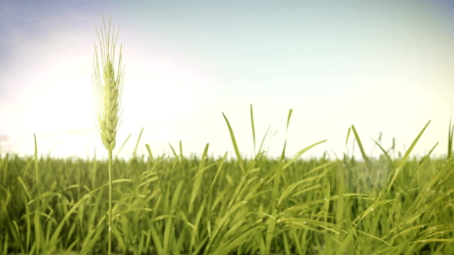 Smart-agriculture-windy-barley-green-field.-4k-size.