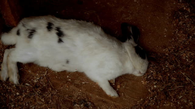 Kaninchen.-Kaninchen-ist-schlafen