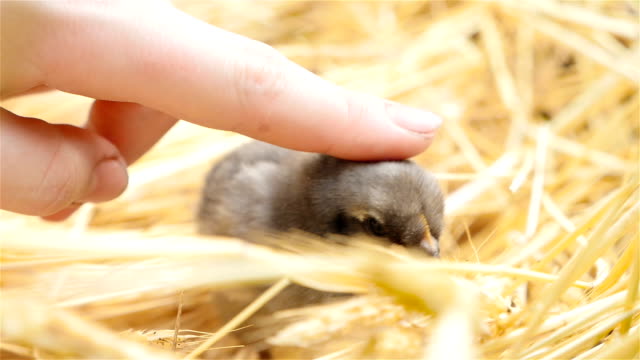 A-hand-is-stroking-a-small-chick.-Close-up