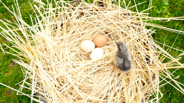 Little-chick-in-a-basket-with-eggs.-The-camera-is-lowered-down.-Close-up