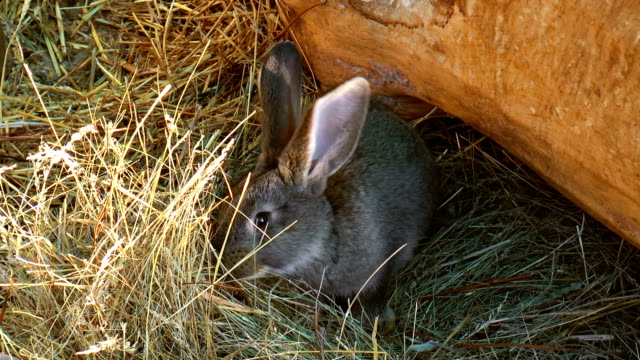 Rabbit-eat-grass