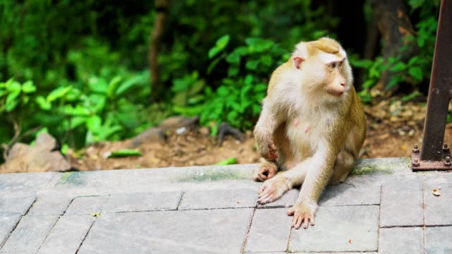 the-monkey-sits-in-a-park-in-the-forest.-natural-habitats.-animals-in-the-wild