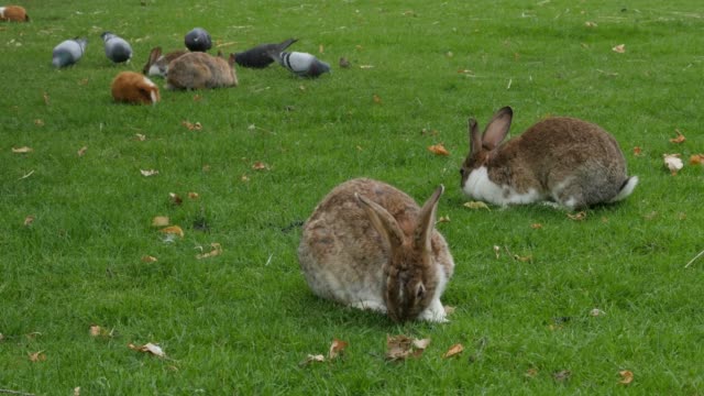 Rabbits-pidgeons-and-Guinea-pigs-in-the-grass-outdoor-animal-4K