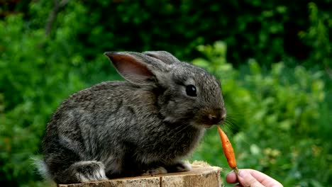 rabbit-feeding-animal