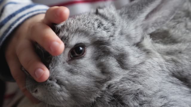 The-gray-rabbit-sits-on-the-knees-of-a-child.-Close-up