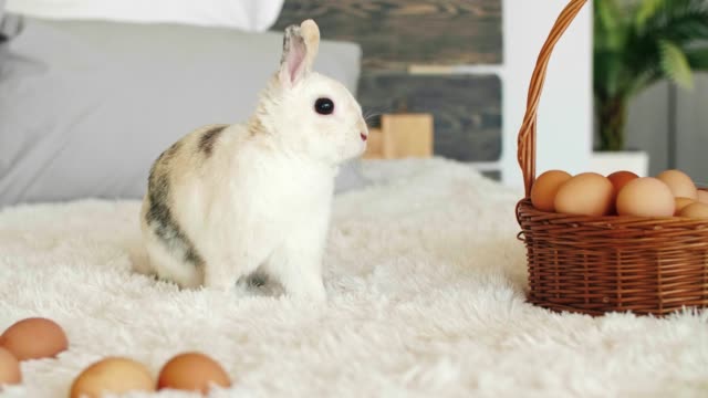 Retrato-de-conejo-de-Pascua-con-cesta-de-huevos