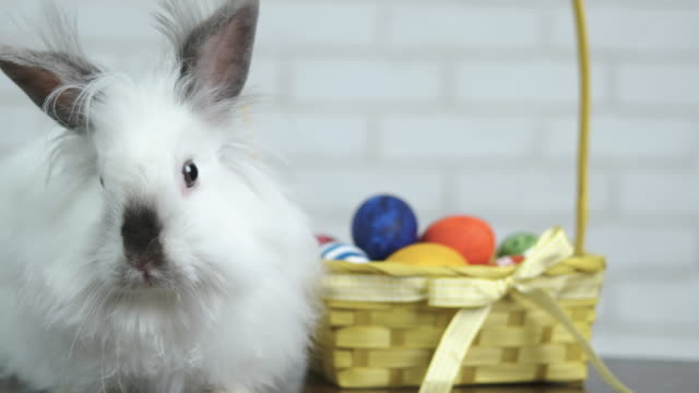 Rabbit-with-eggs.