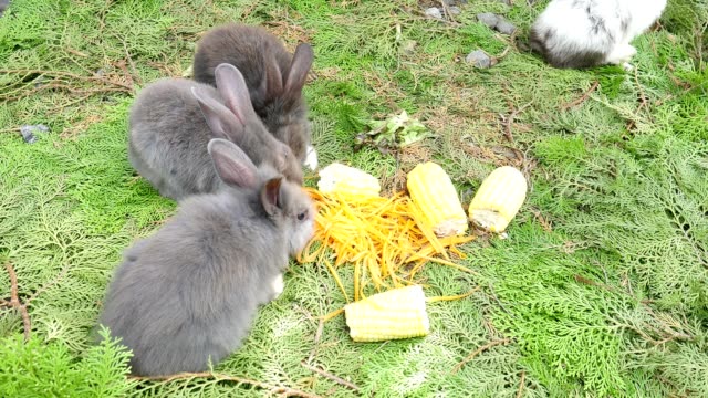 Junge-Kaninchen-essen-frische-Karotte-und-Mais