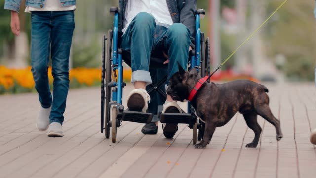 Junger-Mann-im-Rollstuhl-geht-mit-einem-Hund-spazieren.-Die-untere-Ansicht.