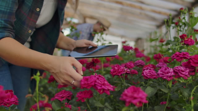 Zwei-Menschen,-ein-Mann-und-eine-Frau-mit-einem-Tablet-Computer,-inspizieren-Blumen-in-einem-Gewächshaus-auf-einer-Rosenplantage.-Nahaufnahme-der-Hände-des-Floristen