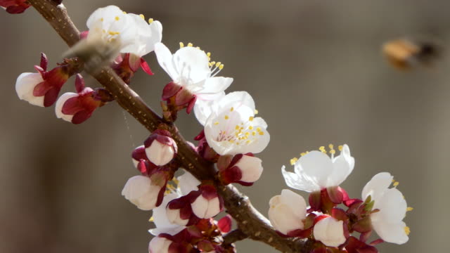 Spring-flowers.-Beautiful-Spring-cherry-tree-blossom,-extreme-close-up.-Easter-fresh-pink-blossoming-cherry-closeup.