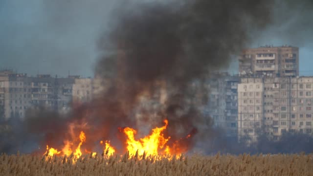 Blazing-bulrush-with-forks-of-fire-on-the-Dnipro-bank-in-the-evening-in-spring-in-slo-mo