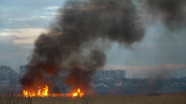 Ravaging-view-of-the-burning-reed-wetland-on-the-Dnipro-riverbank-in-the-outskirts-with-volumes-of-black-smoke-in-spring